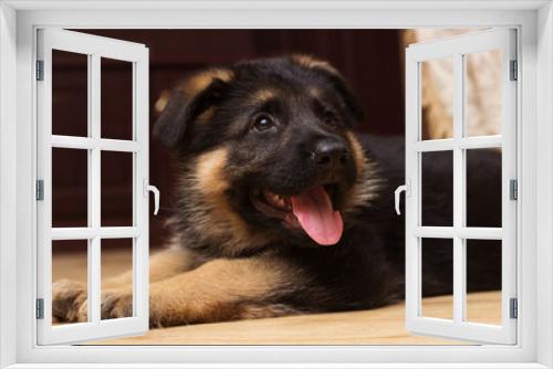Fototapeta Naklejka Na Ścianę Okno 3D - German Shepherd puppy at home