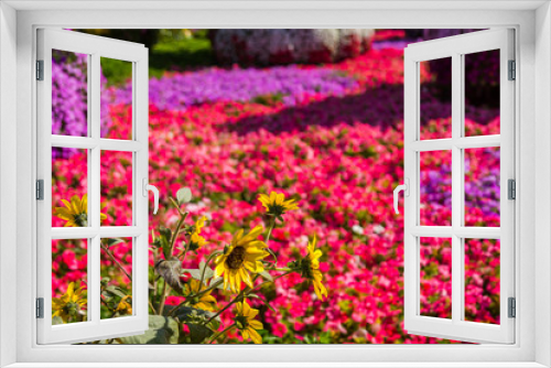 Fototapeta Naklejka Na Ścianę Okno 3D - Yellow Marigold / Daisy flower in a garden