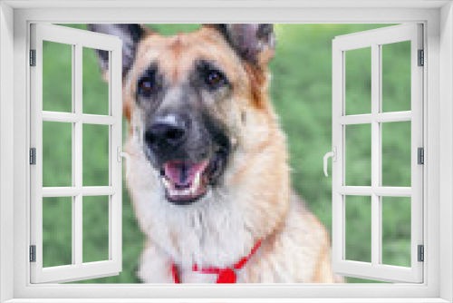 Fototapeta Naklejka Na Ścianę Okno 3D - Happy German Shepherd dog