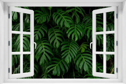 Fototapeta Naklejka Na Ścianę Okno 3D - Green monstera philodendron tropical plant leaves vine background
