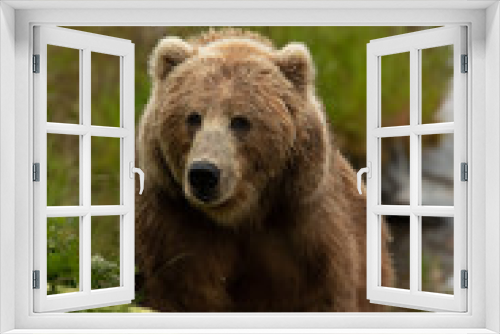Fototapeta Naklejka Na Ścianę Okno 3D - kodiak bear