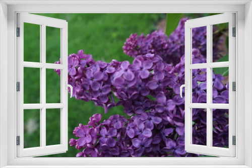 Fototapeta Naklejka Na Ścianę Okno 3D - flowers 