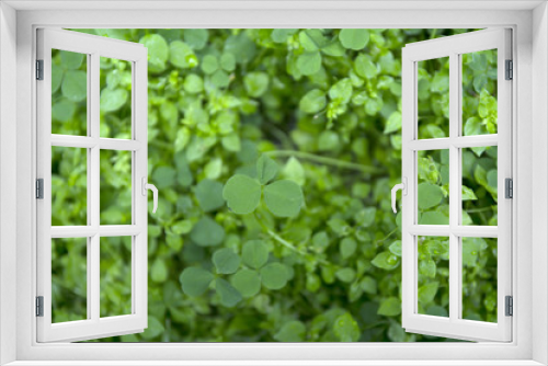 Fototapeta Naklejka Na Ścianę Okno 3D - Green clover leaf field with dew drops on blur background.