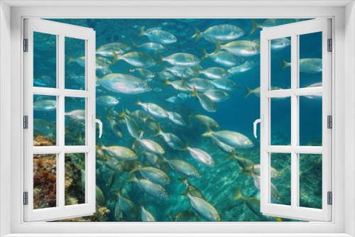 Fototapeta Naklejka Na Ścianę Okno 3D - Underwater a school of fish in the Mediterranean sea (dreamfish, Sarpa salpa), Balearic islands, Formentera, Spain