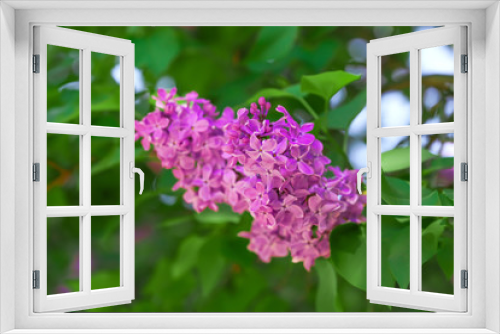 Fototapeta Naklejka Na Ścianę Okno 3D - Blossoming lilac on spring day
