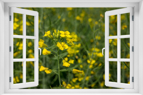 Fototapeta Naklejka Na Ścianę Okno 3D - Rape flower close-up on a blurred green background. Rapeseed blooms with yellow flowers. Summer Sunny day on a flowering rapeseed field. Crop. Copy space.