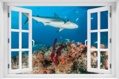 Fototapeta Naklejka Na Ścianę Okno 3D - Caribbean reef shark at the Bahamas