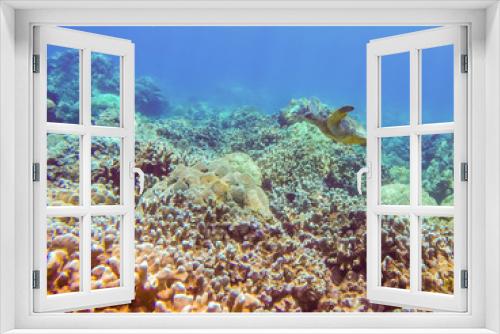 Fototapeta Naklejka Na Ścianę Okno 3D - Turtle swimming over coral reef