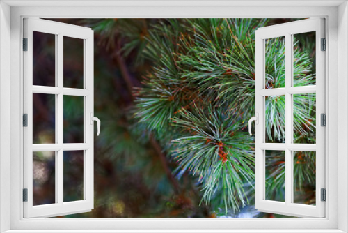 Fototapeta Naklejka Na Ścianę Okno 3D - Close up of a green fir tree. Macro shot of a or pine branches.