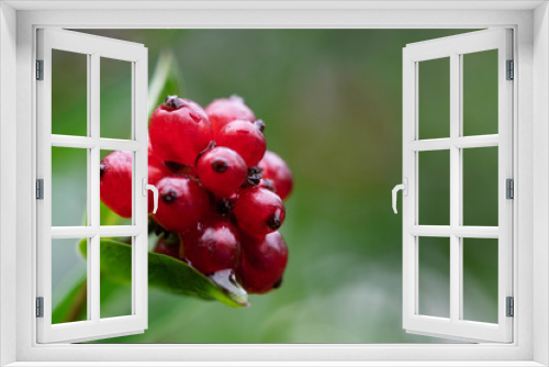 Fototapeta Naklejka Na Ścianę Okno 3D - red berries plant