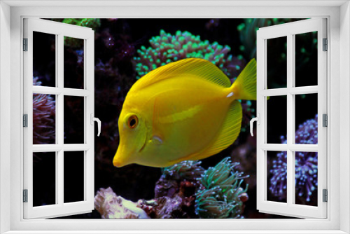 Fototapeta Naklejka Na Ścianę Okno 3D - Zebrasoma yellow tang