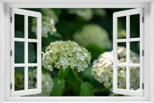 Fototapeta Naklejka Na Ścianę Okno 3D - Wildflowers