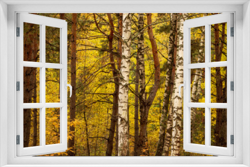 Fototapeta Naklejka Na Ścianę Okno 3D - Birches in the forest in autumn as a background
