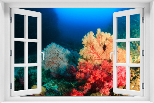 Fototapeta Naklejka Na Ścianę Okno 3D - A beautiful tropical coral reef covered with fragile, delicate soft corals
