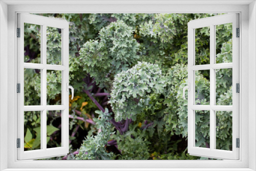 Fototapeta Naklejka Na Ścianę Okno 3D - Green kale bush in vegetable garden