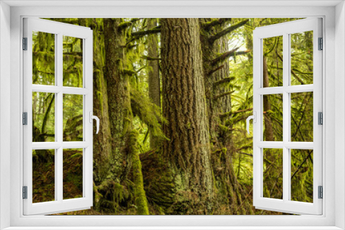 Fototapeta Naklejka Na Ścianę Okno 3D - big trees covered in green mosses in lush forest 
