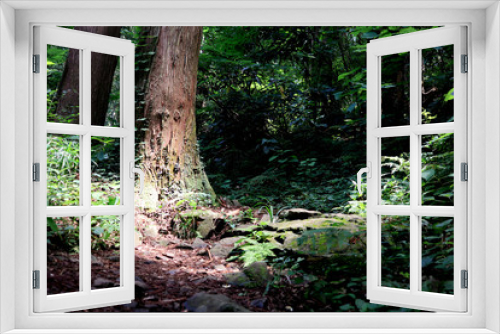 Fototapeta Naklejka Na Ścianę Okno 3D - Forest Hiking at Arashi-yama Mountain, at Takao.
