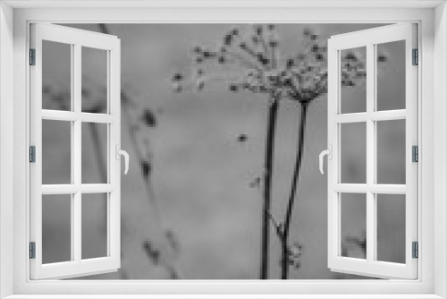 Fototapeta Naklejka Na Ścianę Okno 3D - frost