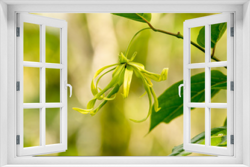 Fototapeta Naklejka Na Ścianę Okno 3D - Perfume flower