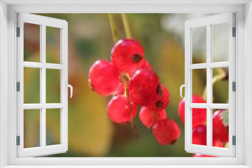 Fototapeta Naklejka Na Ścianę Okno 3D - berry closeup