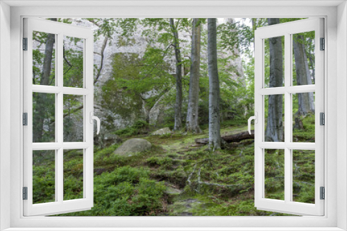 Fototapeta Naklejka Na Ścianę Okno 3D - Forest landscape - fairytale beech forest.
