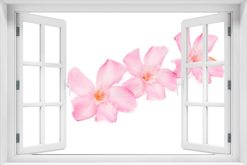Fototapeta Naklejka Na Ścianę Okno 3D - oleander flowers isolated