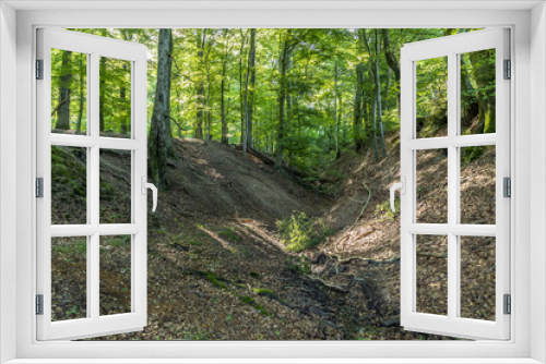 Fototapeta Naklejka Na Ścianę Okno 3D - wild tiefenbach trail in the forest of sankt Wendel