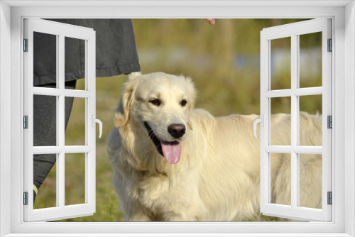 Fototapeta Naklejka Na Ścianę Okno 3D - The dog performs the commands of the owner. Labrador retriever. Obedient puppy. Puppies education, cynology, intensive training of young dogs. Young energetic dog on a walk. Whiskers, portrait,closeup