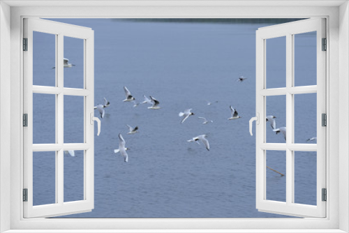 Fototapeta Naklejka Na Ścianę Okno 3D - The birds of the sea