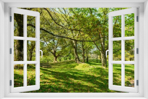 Fototapeta Naklejka Na Ścianę Okno 3D - 初秋の公園の情景