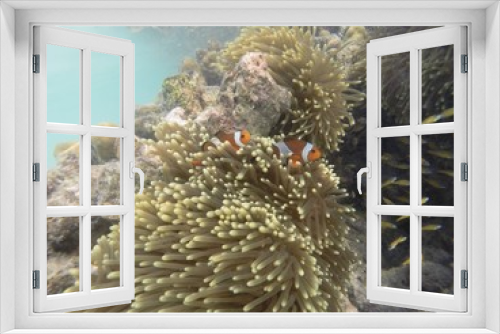 Fototapeta Naklejka Na Ścianę Okno 3D - Amphiprion Ocellaris Clownfish (Nemo) in the sea