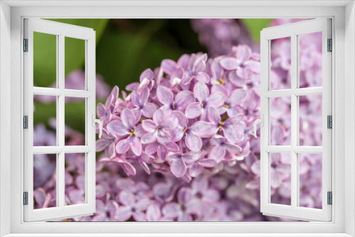 Fototapeta Naklejka Na Ścianę Okno 3D - Flowers on a branch of lilac in nature