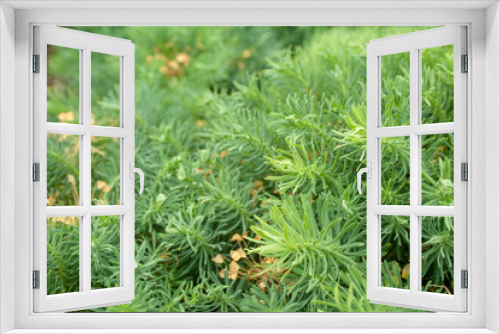 Fototapeta Naklejka Na Ścianę Okno 3D - Spurge cypress grass