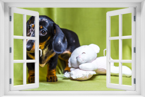 Fototapeta Naklejka Na Ścianę Okno 3D - Puppy Dachshund on a green background