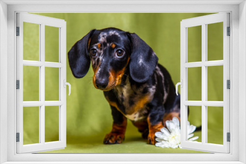 Fototapeta Naklejka Na Ścianę Okno 3D - Puppy Dachshund on a green background