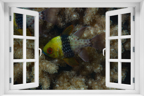 Fototapeta Naklejka Na Ścianę Okno 3D - Pajama cardinalfish Sphaeramia nematoptera