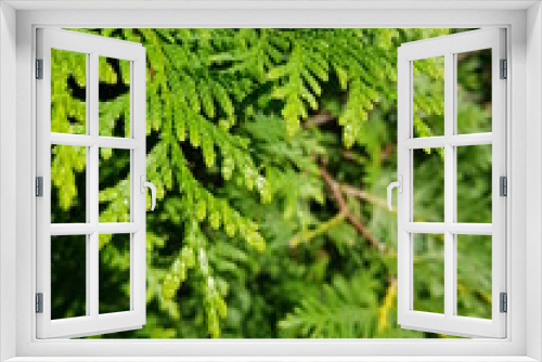 Fototapeta Naklejka Na Ścianę Okno 3D - coniferous green cypress twigs