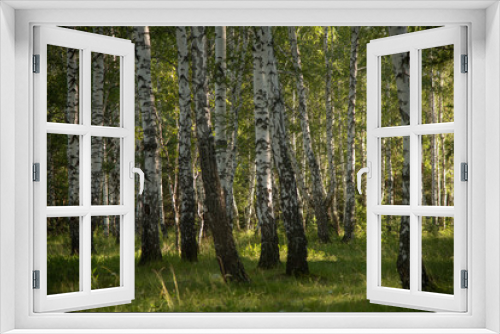 Fototapeta Naklejka Na Ścianę Okno 3D - Birch forest in summer