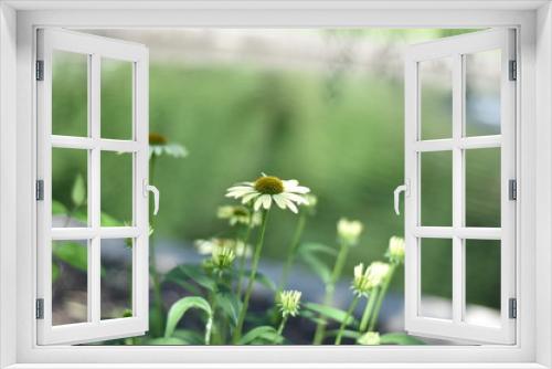 Fototapeta Naklejka Na Ścianę Okno 3D - White daisies