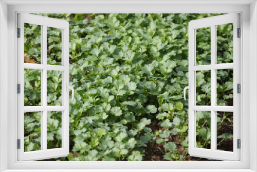 Fototapeta Naklejka Na Ścianę Okno 3D - Cilantro in garden