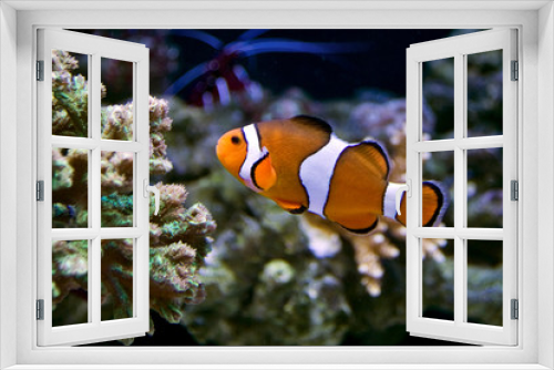 Fototapeta Naklejka Na Ścianę Okno 3D - Finding Nemo