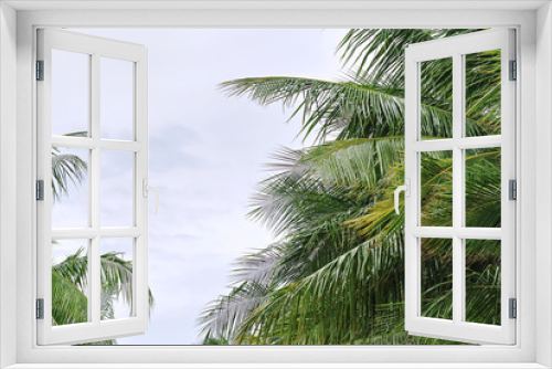Fototapeta Naklejka Na Ścianę Okno 3D - Fresh Green Coconut Tree Leaves Against Cloudy Sky