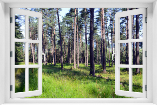 Fototapeta Naklejka Na Ścianę Okno 3D - Forest in summer sunny day