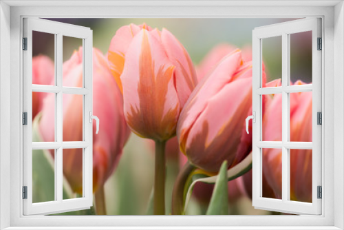 Fototapeta Naklejka Na Ścianę Okno 3D - Tulip flower close-up