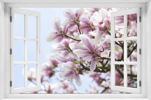 Fototapeta Naklejka Na Ścianę Okno 3D - Blooming magnolia in spring time