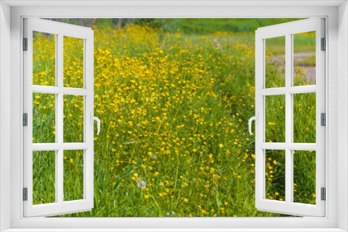 Fototapeta Naklejka Na Ścianę Okno 3D - Green meadow with yellow buttercups. A path in the tall grass. Summer landscape.