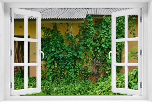 Fototapeta Naklejka Na Ścianę Okno 3D - The wall of abandoned house overgrown with green lianas.