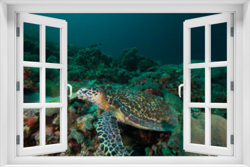 Fototapeta Naklejka Na Ścianę Okno 3D - Hawksbill turtle  on a coral reef