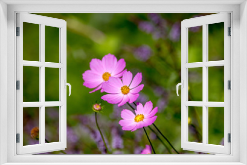 Fototapeta Naklejka Na Ścianę Okno 3D -  beautiful  kosmeya flower in the garden