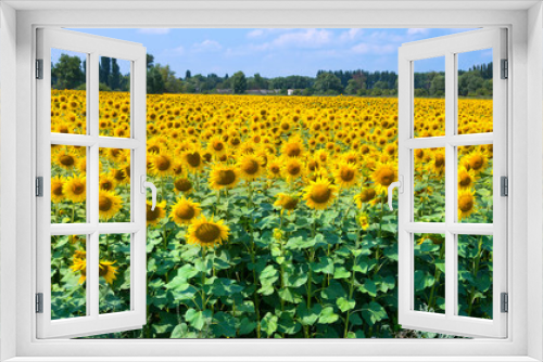 Fototapeta Naklejka Na Ścianę Okno 3D - Field of sunflowers on a bright sunny day. Sunflowers natural background, Sunflower blooming